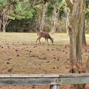Photo #5 of LOT 283 NORTH HIBISCUS DR, CHINCOTEAGUE, VA 12.0 acres