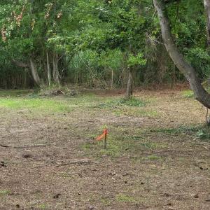 Photo #2 of LOT 283 NORTH HIBISCUS DR, CHINCOTEAGUE, VA 12.0 acres