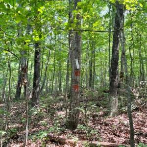 Photo #2 of 2016 VAUGHN SUMMIT RD, LURAY, VA 7.7 acres