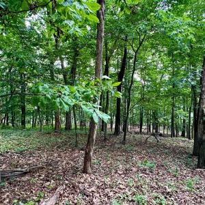 Photo #15 of TROXEL GAP RD, MIDDLEBROOK, VA 135.5 acres