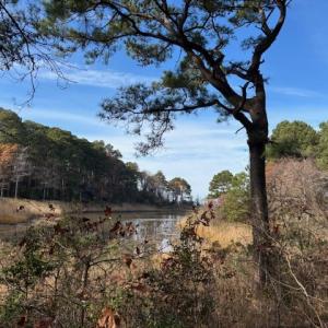 Photo #19 of Lot 8 HARBOUR LN, CAPE CHARLES, VA 2.1 acres