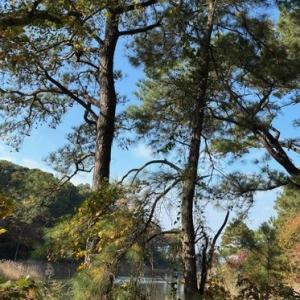 Photo #9 of Lot 8 HARBOUR LN, CAPE CHARLES, VA 2.1 acres