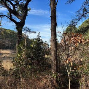 Photo #21 of Lot 8 HARBOUR LN, CAPE CHARLES, VA 2.1 acres