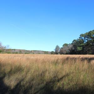 Photo #17 of lot 3 ,4 MINK FARM RD, ONANCOCK, VA 12.0 acres