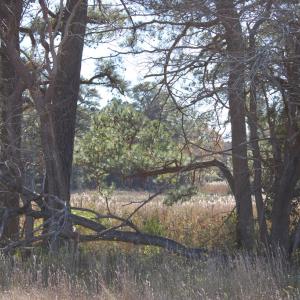 Photo #18 of lot 3 ,4 MINK FARM RD, ONANCOCK, VA 12.0 acres