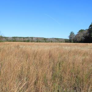 Photo #7 of lot 3 ,4 MINK FARM RD, ONANCOCK, VA 12.0 acres