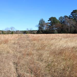 Photo #8 of lot 3 ,4 MINK FARM RD, ONANCOCK, VA 12.0 acres