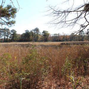 view of marshland