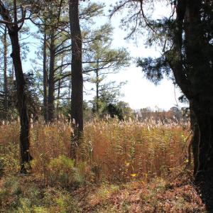 Photo #11 of lot 3 ,4 MINK FARM RD, ONANCOCK, VA 12.0 acres