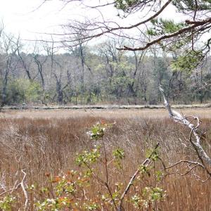 Photo #12 of lot 3 ,4 MINK FARM RD, ONANCOCK, VA 12.0 acres