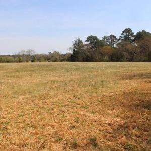 view from tree line to road