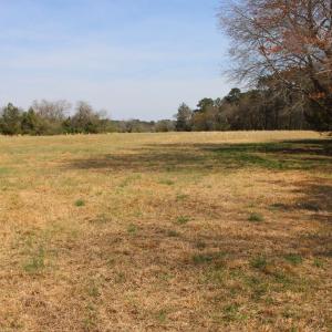 view from marsh towards treeline