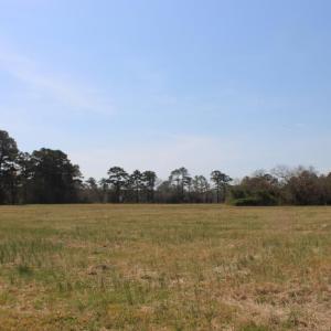 view from road towards tree line