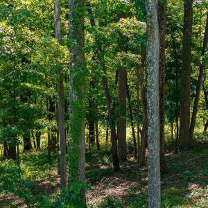 Photo #16 of LOT H-8 HIGHTOP DR, NORTH GARDEN, VA 24.1 acres