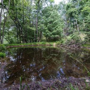 Photo #52 of 22590 CRIDERS RD, CRIDERS, VA 212.4 acres