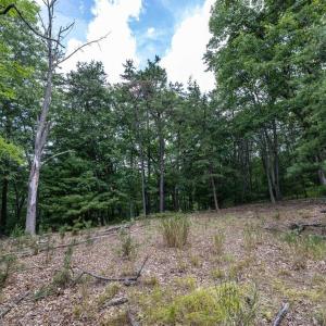 Photo #61 of 22590 CRIDERS RD, CRIDERS, VA 212.4 acres