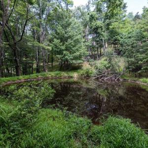 Photo #55 of 22590 CRIDERS RD, CRIDERS, VA 212.4 acres