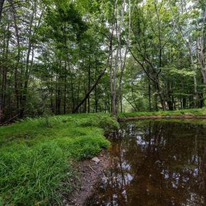 Photo #53 of 22590 CRIDERS RD, CRIDERS, VA 212.4 acres