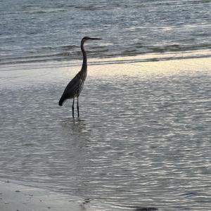 Photo #8 of 116 CREEKSIDE LN, CAPE CHARLES, VA 0.7 acres