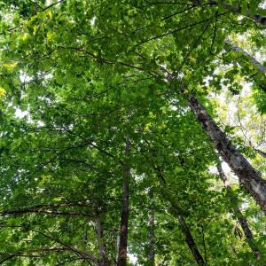Photo #44 of 2476 ENNIS MOUNTAIN RD, AFTON, VA 114.8 acres