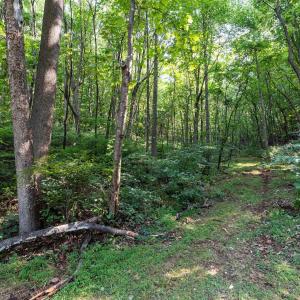 Photo #42 of 2476 ENNIS MOUNTAIN RD, AFTON, VA 114.8 acres