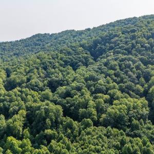Photo #22 of 2476 ENNIS MOUNTAIN RD, AFTON, VA 114.8 acres