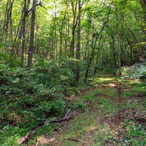 Photo #43 of 2476 ENNIS MOUNTAIN RD, AFTON, VA 114.8 acres