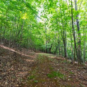 Photo #38 of 2476 ENNIS MOUNTAIN RD, AFTON, VA 114.8 acres