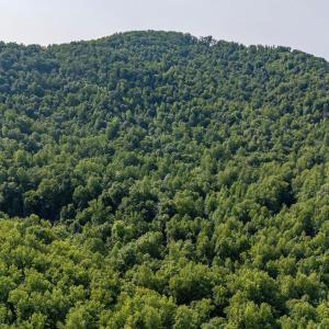 Photo #13 of 2476 ENNIS MOUNTAIN RD, AFTON, VA 114.8 acres