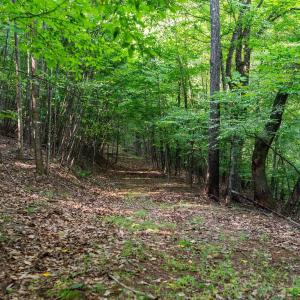 Photo #37 of 2476 ENNIS MOUNTAIN RD, AFTON, VA 114.8 acres