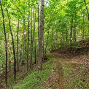 Photo #48 of 2476 ENNIS MOUNTAIN RD, AFTON, VA 114.8 acres
