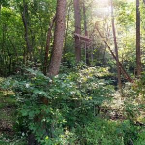Photo #41 of 2476 ENNIS MOUNTAIN RD, AFTON, VA 114.8 acres