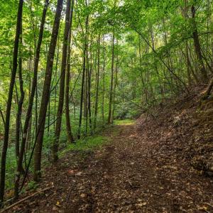 Photo #49 of 2476 ENNIS MOUNTAIN RD, AFTON, VA 114.8 acres