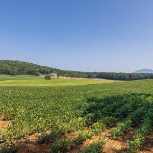 Photo #12 of TBD DOE HILL RD, PORT REPUBLIC, VA 28.0 acres