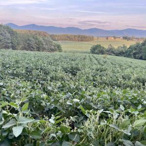 Photo #3 of TBD DOE HILL RD, PORT REPUBLIC, VA 28.0 acres