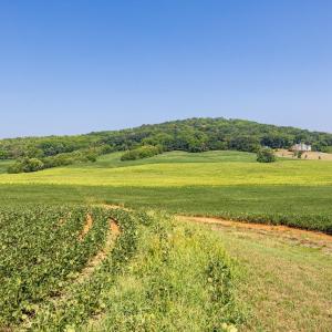 Photo #13 of TBD DOE HILL RD, PORT REPUBLIC, VA 28.0 acres