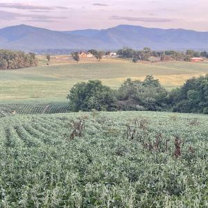 Photo #10 of TBD DOE HILL RD, PORT REPUBLIC, VA 28.0 acres