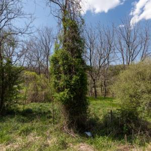 Photo #65 of 490 OLD GREENVILLE RD, STAUNTON, VA 4.1 acres