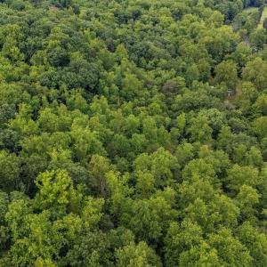 Photo #20 of 96 Acres BLACKWELLS HOLLOW RD, CROZET, VA 96.0 acres