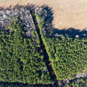 Photo #11 of FOLLY CREEK RD, ACCOMAC, VA 93.0 acres