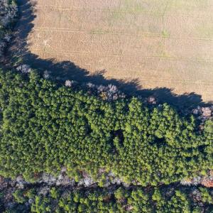 Photo #12 of FOLLY CREEK RD, ACCOMAC, VA 93.0 acres