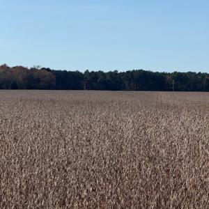 Photo #20 of FOLLY CREEK RD, ACCOMAC, VA 93.0 acres