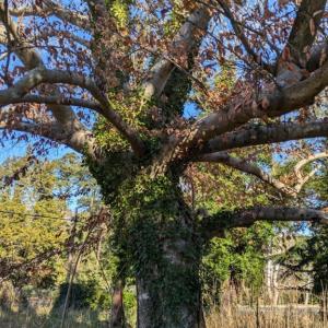 Fabulous Mature Trees