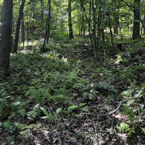 Photo #9 of TBD SHAMOKIN SPRINGS TRL, WINTERGREEN RESORT, VA 0.4 acres