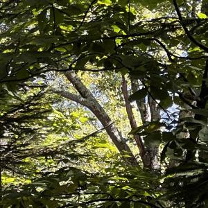 Photo #5 of TBD SHAMOKIN SPRINGS TRL, WINTERGREEN RESORT, VA 0.4 acres