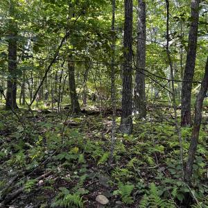 Photo #10 of TBD SHAMOKIN SPRINGS TRL, WINTERGREEN RESORT, VA 0.4 acres