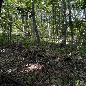 Photo #6 of TBD SHAMOKIN SPRINGS TRL, WINTERGREEN RESORT, VA 0.4 acres