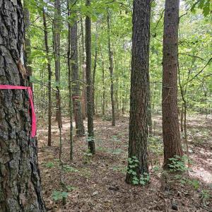 Photo #23 of TBD JAMES ANDERSON HWY, GLADSTONE, VA 100.8 acres