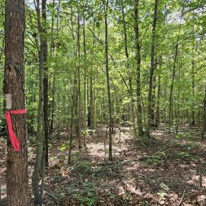 Photo #22 of TBD JAMES ANDERSON HWY, GLADSTONE, VA 100.8 acres
