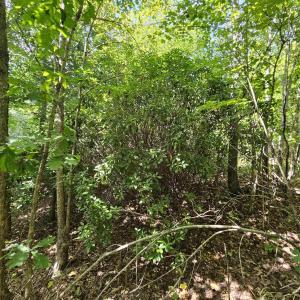 Photo #28 of TBD JAMES ANDERSON HWY, GLADSTONE, VA 100.8 acres